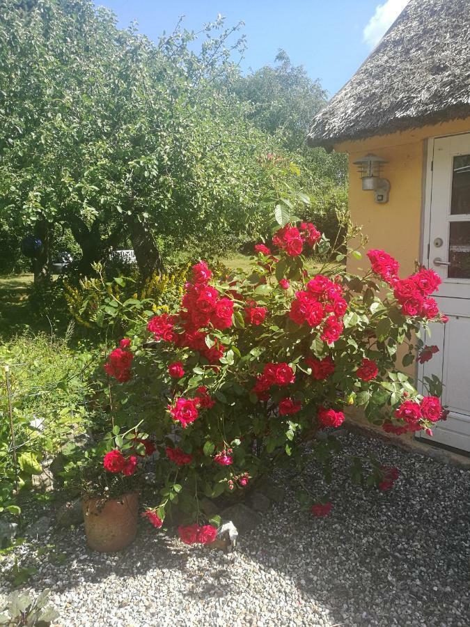 Bella Bed And Breakfast Stevns Arnoje Exterior foto